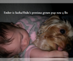 Small Photo #17 Yorkshire Terrier Puppy For Sale in ARLINGTON, TX, USA