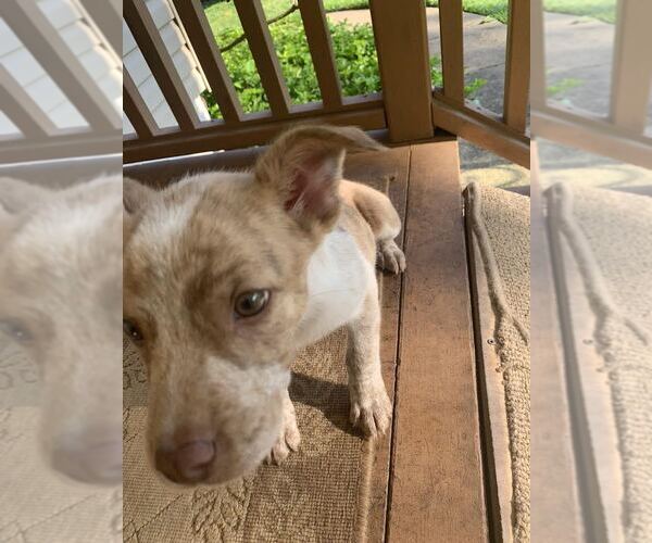 Medium Photo #5 Mutt Puppy For Sale in Garden City, NY, USA