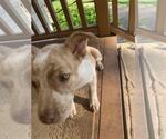 Small #4 Mutt