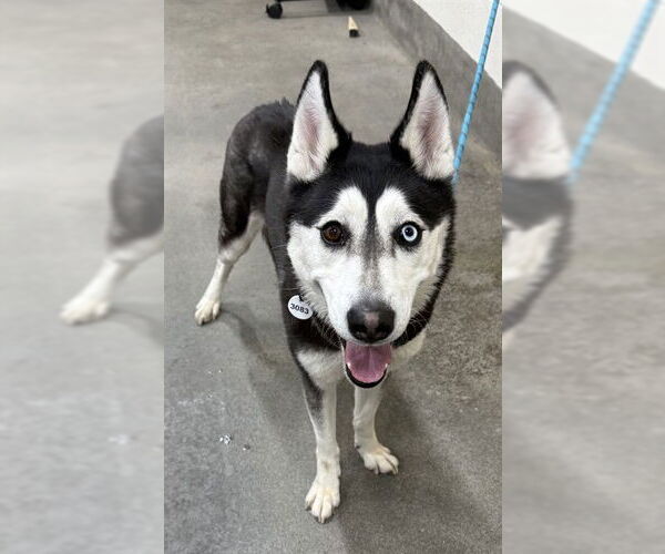 Medium Photo #1 Siberian Husky Puppy For Sale in Forestville, MD, USA