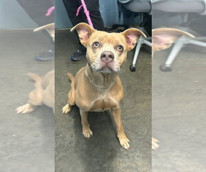 Mutt Dogs for adoption in Evansville, IN, USA
