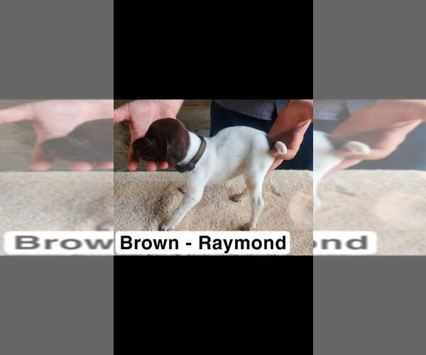 Medium Photo #9 German Shorthaired Pointer Puppy For Sale in EDENTON, NC, USA