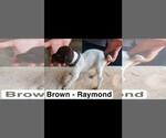 Small Photo #9 German Shorthaired Pointer Puppy For Sale in EDENTON, NC, USA