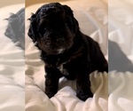 Small Photo #98 Miniature Bernedoodle Puppy For Sale in AUBURNDALE, FL, USA