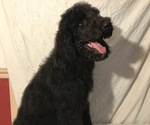 Small Photo #1 Poodle (Standard) Puppy For Sale in ABBEVILLE, LA, USA