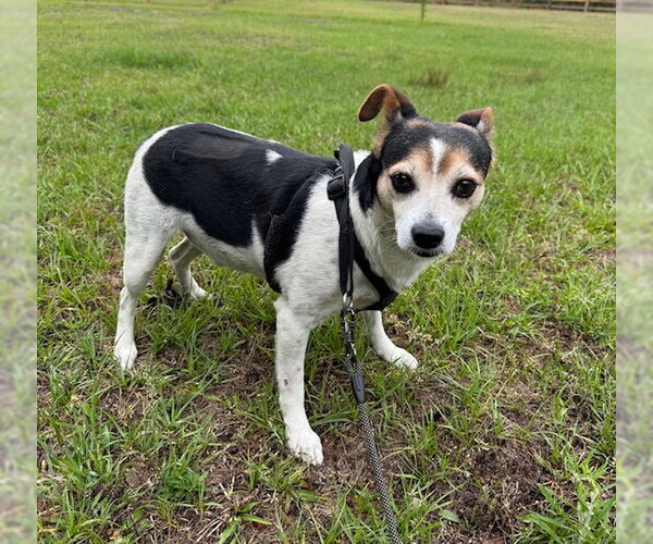 Medium Photo #5 Jack Russell Terrier-Unknown Mix Puppy For Sale in Tarrytown, GA, USA