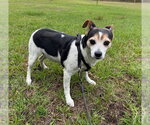 Small #4 Jack Russell Terrier Mix