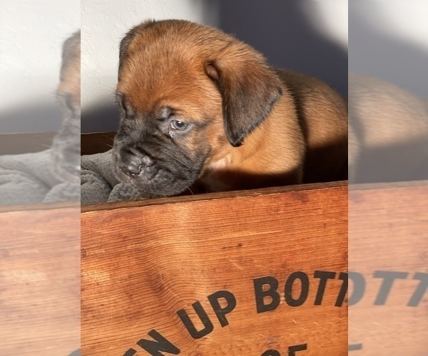 Medium Photo #5 Muscle Mastiff Puppy For Sale in RAMONA, CA, USA