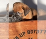 Small Photo #5 Muscle Mastiff Puppy For Sale in RAMONA, CA, USA