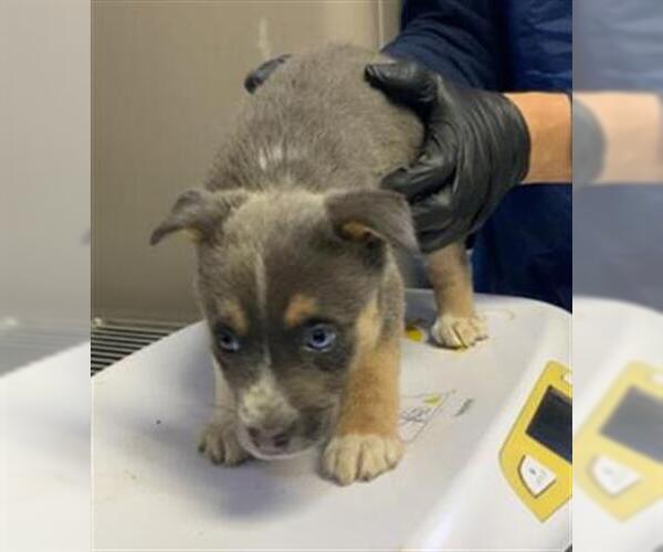 Medium Photo #1 Siberian Husky-Unknown Mix Puppy For Sale in Visalia, CA, USA