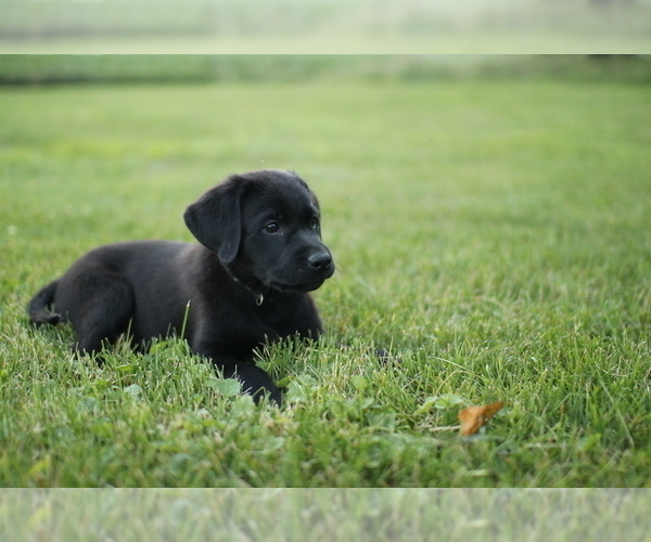 Medium Photo #4 Labrador Retriever Puppy For Sale in FRYTOWN, IA, USA