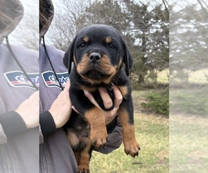 Rottweiler Puppy for sale in POLO, MO, USA