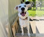 Small #1 Labrador Retriever Mix
