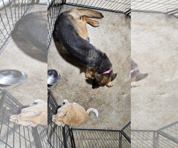 Medium Photo #10 German Shepherd Dog Puppy For Sale in Centreville, VA, USA