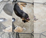 Small #9 German Shepherd Dog