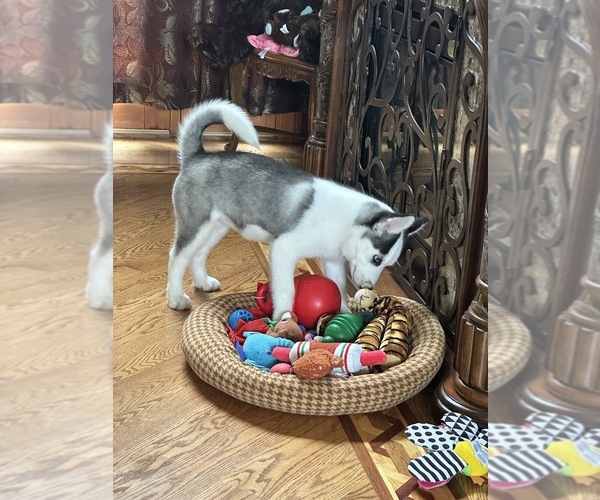 Medium Photo #5 Pomsky Puppy For Sale in GREENVILLE, MO, USA