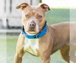 Small #1 American Pit Bull Terrier