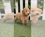 Small #10 Goldendoodle