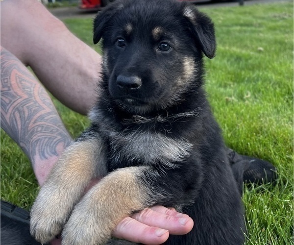 Medium Photo #1 German Shepherd Dog Puppy For Sale in MONTESANO, WA, USA