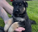 Small Photo #1 German Shepherd Dog Puppy For Sale in MONTESANO, WA, USA
