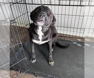 Labrador Retriever Dogs for adoption in San Antonio, TX, USA