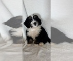 Mason - Male Bernedoodle Puppy for Sale - Photo #3
