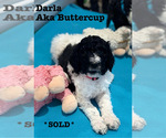 Puppy 1 Goldendoodle