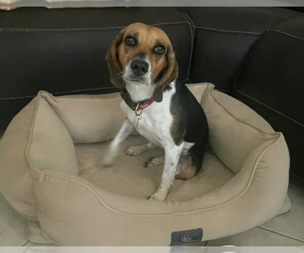Medium Photo #2 Beagle Puppy For Sale in Las Vegas, NV, USA