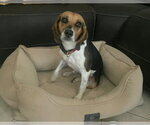 Small #1 Beagle