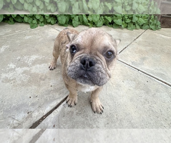 Medium Photo #10 French Bulldog Puppy For Sale in DISCOVERY BAY, CA, USA
