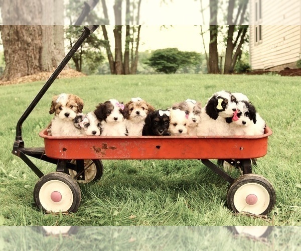 Medium Photo #4 Cavapoo Puppy For Sale in WEST SALEM, OH, USA