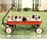 Small #3 Cavapoo