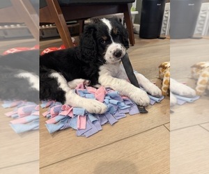 Medium Australian Shepherd-Bernedoodle Mix