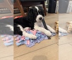 Puppy Frenchie Australian Shepherd-Bernedoodle Mix