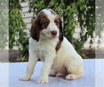 Small Photo #3 English Springer Spaniel Puppy For Sale in BIRD IN HAND, PA, USA