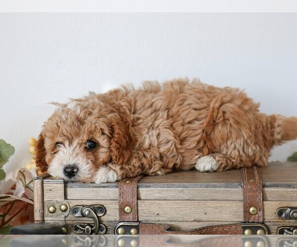 Medium Photo #2 Cavapoo Puppy For Sale in ARTHUR, IL, USA