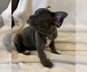 French Bulldog Puppy for sale in JOHNS ISLAND, SC, USA