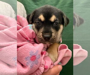 Labrador Retriever-Unknown Mix Dogs for adoption in The Woodlands, TX, USA