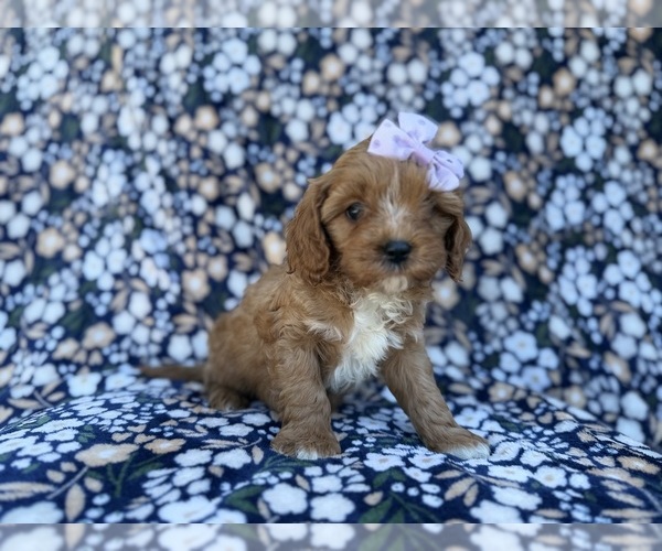 Medium Photo #10 Cavapoo (Miniature) Puppy For Sale in LAKELAND, FL, USA