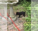 Small #2 Labrador Retriever