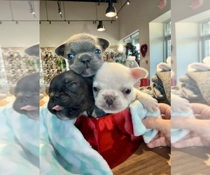 French Bulldog Litter for sale in FT MYERS, FL, USA