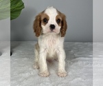 Small Photo #4 Cavalier King Charles Spaniel Puppy For Sale in FRANKLIN, IN, USA