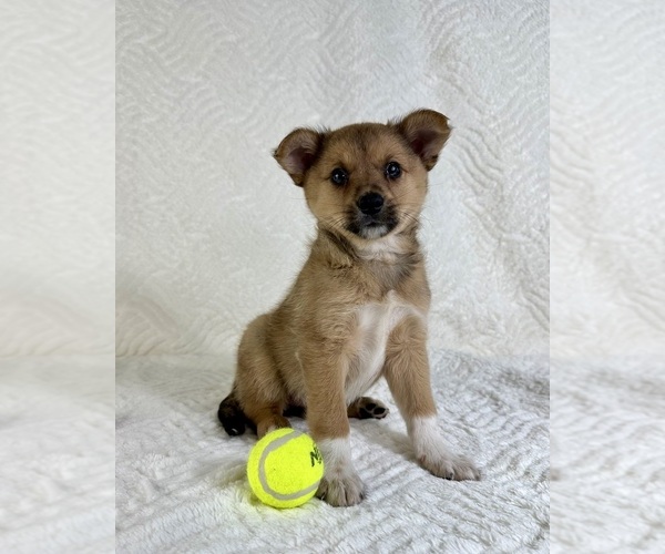 Medium Photo #5 Miniature Australian Shepherd-Pomsky Mix Puppy For Sale in GREENFIELD, IN, USA