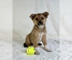 Small #4 Miniature Australian Shepherd-Pomsky Mix