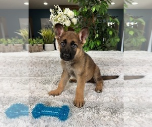 German Shepherd Dog Puppy for sale in GREENFIELD, IN, USA