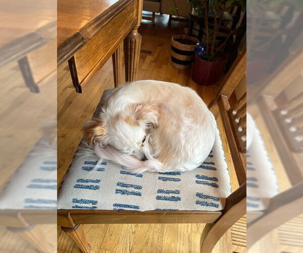 Medium Photo #3 Chion Puppy For Sale in Bellevue, WA, USA