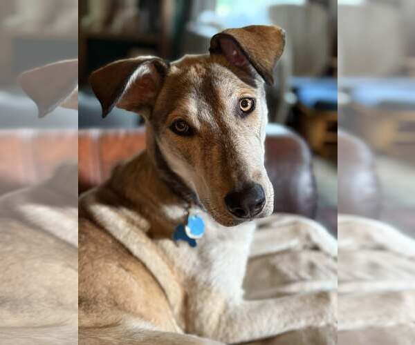Medium Photo #1 Mutt Puppy For Sale in Minneapolis, MN, USA