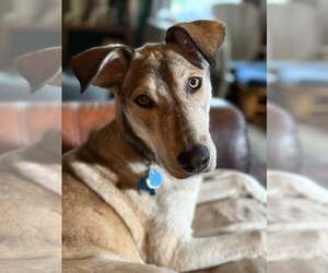 Mutt Dogs for adoption in Minneapolis, MN, USA