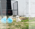 Small #6 Maremma Sheepdog