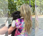 Small Photo #2 American Staffordshire Terrier-Unknown Mix Puppy For Sale in Holly Springs, NC, USA